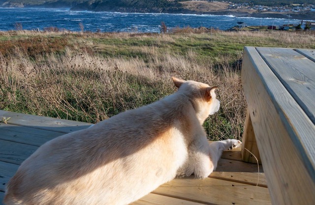 Bella's Blue House, Pouch Cove