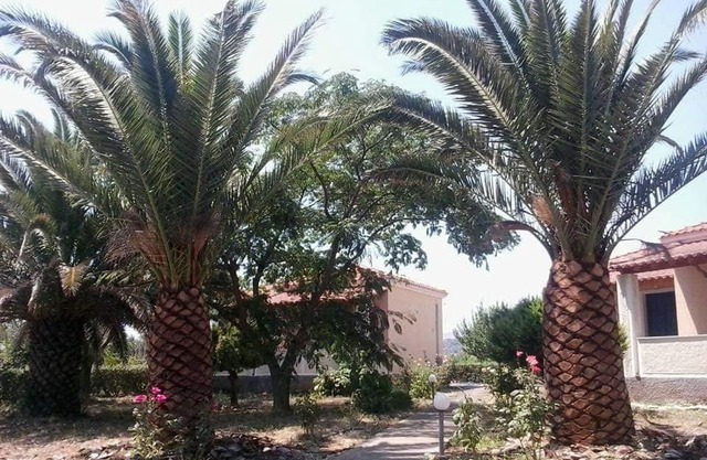 Bird Watching Oasis Skala Kallonis