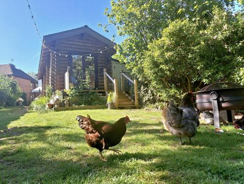 CABIN in hosts huge garden CHILD FRIENDLY with Hens Cats firepit Marshmallows Pool