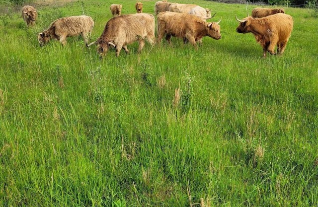Cabin on a working ranch with Highland cattle in Hocking Hills