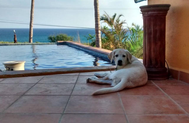 Casa Mango in Palapas Resort, San Jose Del Cabo, across from beach, OPEN & SAFE