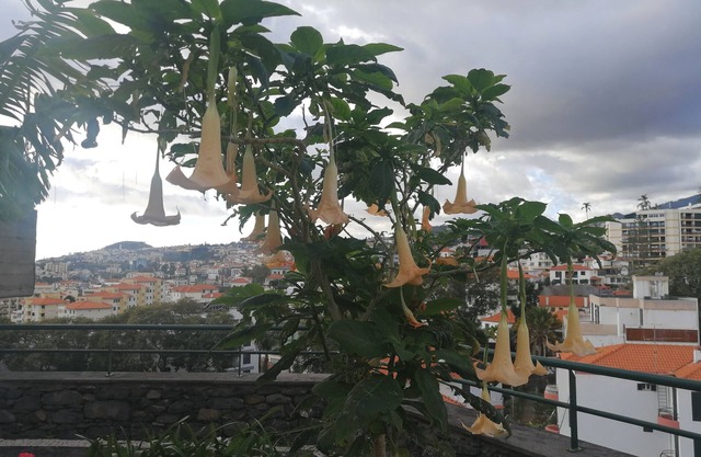 Casa Vanday, Beautiful City View