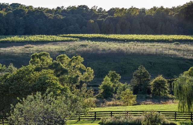 Charming Cottage on beautiful Farm & Vineyard