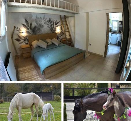 Charming studio in an exceptional equestrian farm
