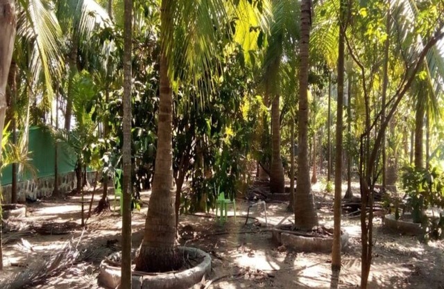 COOL & PLEASENT STAY IN NATUTRE @ DAKWE COTTAGE WITH DELICIOUS FOOD , NEAR BEACH