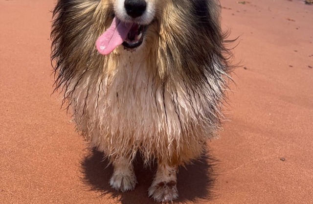 Cora's ocean air Cottage