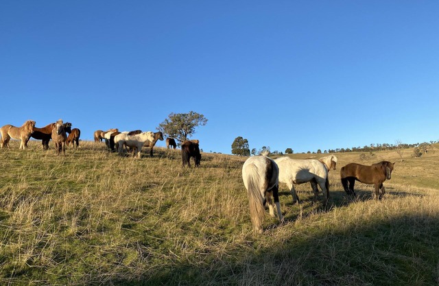 Coxs river rest - Warialda