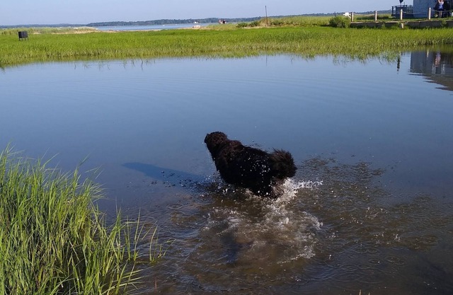 Cozy Plum Island Cottage. Walk to beach.
