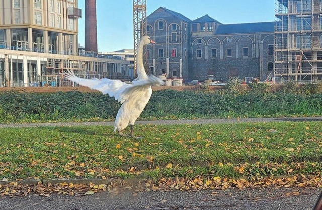 Cozy Studio Retreat in Cardiff Bay sleeps 2