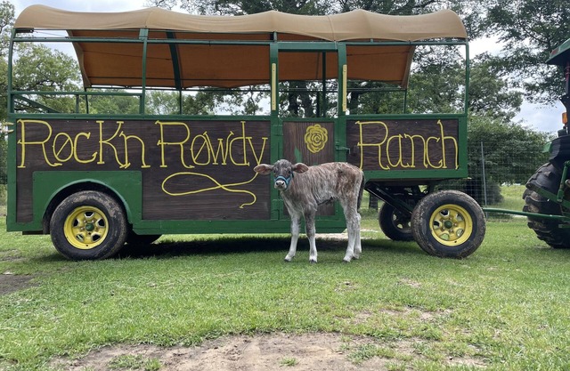 Cozy Tiny House: Your perfect ranch getaway!