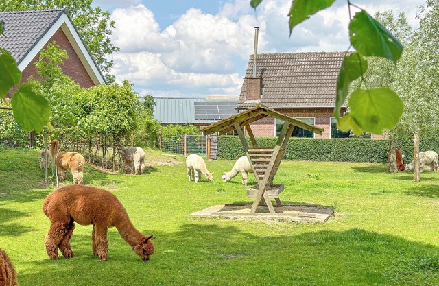Detached house on an alpaca farm