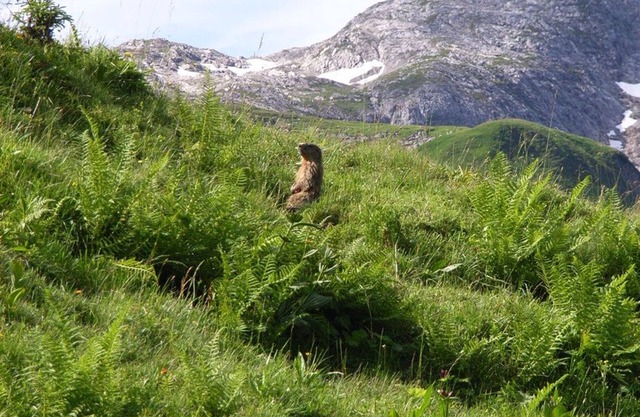 Double room Enzian South Terrace Shortstay - Berghotel Körbersee