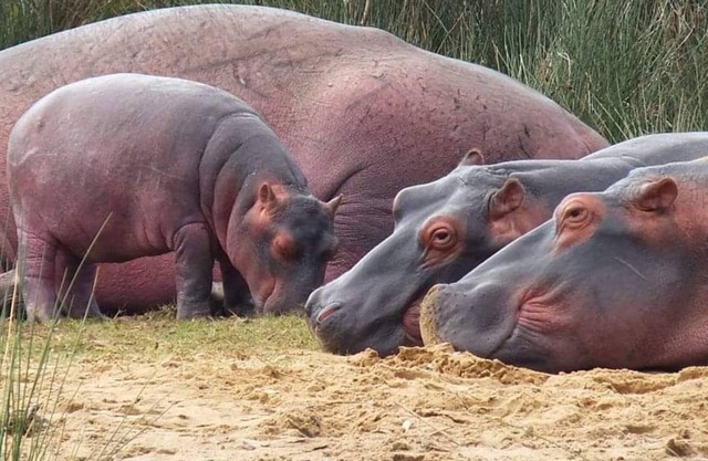 Family friendly. World heritage site, game reserves, bird trails and beaches