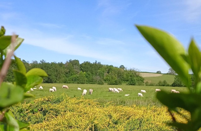 Gîte des Palmiers, à Ameugny - Taizé
