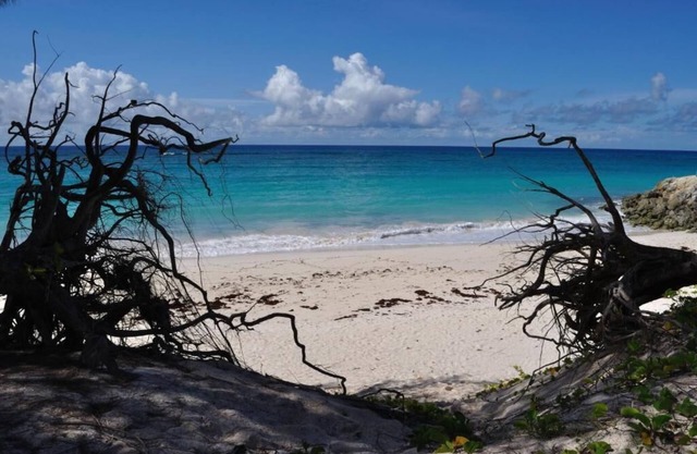 Green Garden Apartment