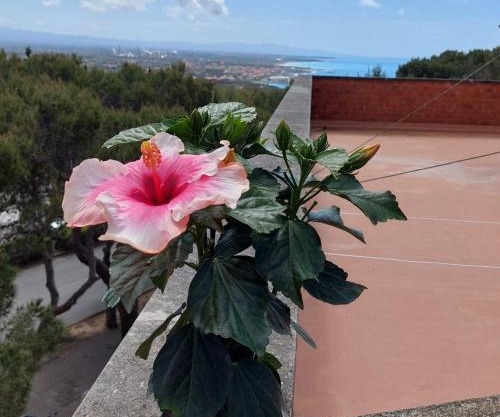 Hibiscus