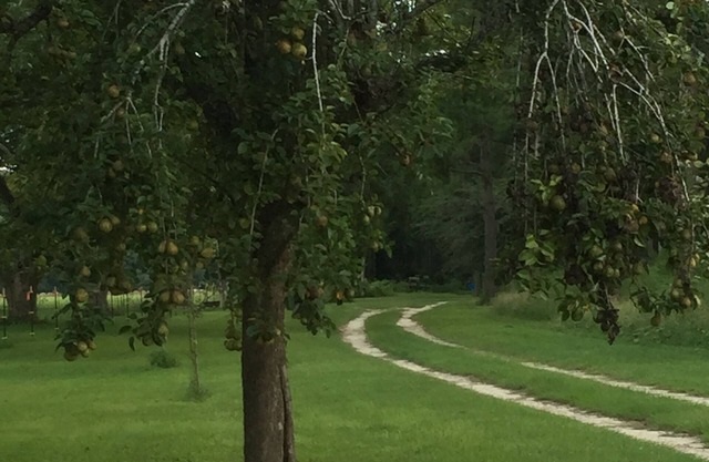HISTORICAL STAGECOACH RD, LOBLOLLY FOREST FARM STAY NEAR LITTLE SATILLA RIVER
