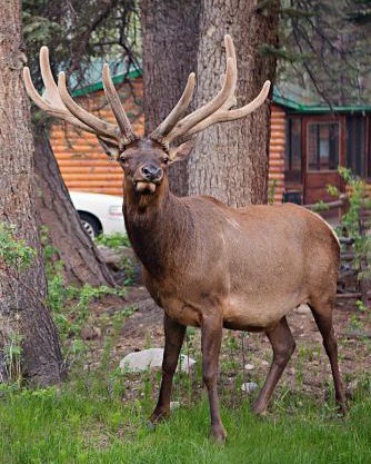 Idlewilde by the River