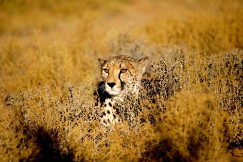 Inverdoorn Game Reserve Lodge