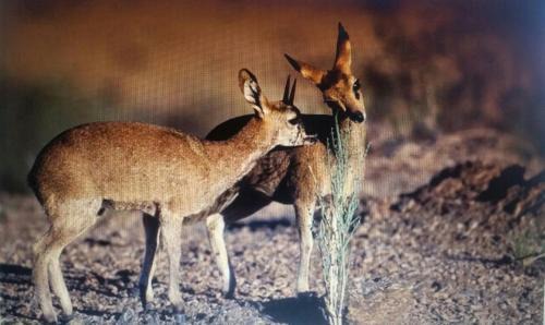 Jackal Buzzard Mountain Guesthouse