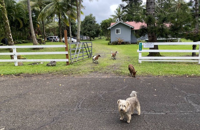 JJs Hāna Hale - Farm House