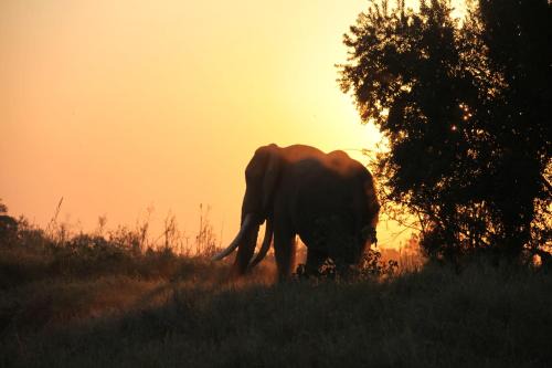 Karongwe- Shiduli Safari Lodge