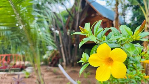 Kurulu Kele Family Tree House