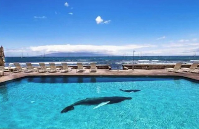 Lahaina Roads Suite 212 - OCEANFRONT Property gorgeous views- 1 Bed 1 Bath Condo