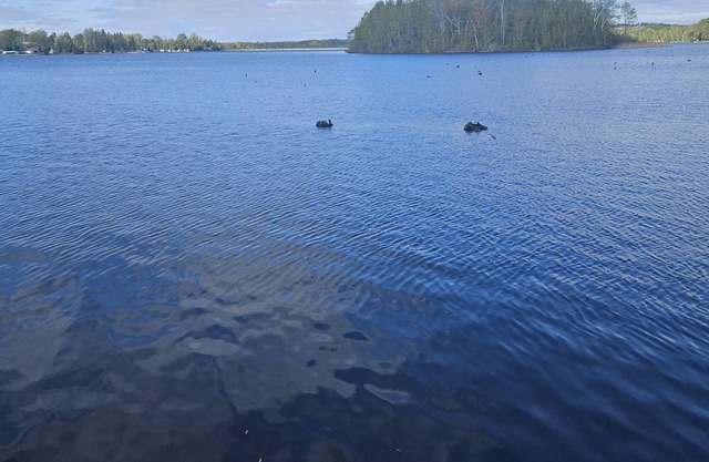 Lakefront trailer for rent, in Kawthra Lakes, on 1 acre of land