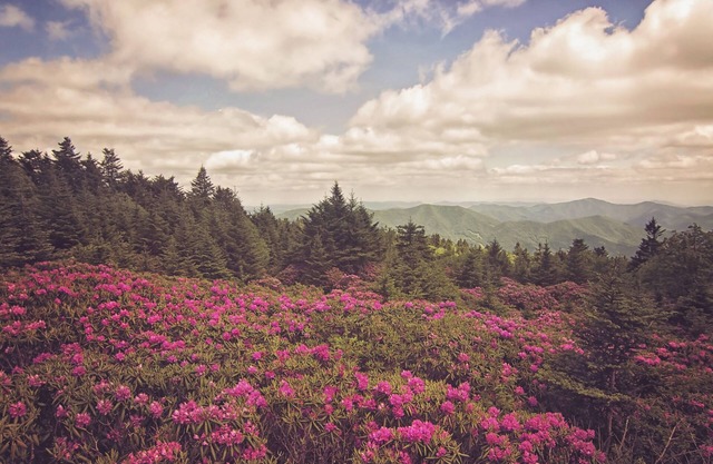Laurel Creek Cottage -Creekside /Near Roan Mountain (rate includes cleaning fee)