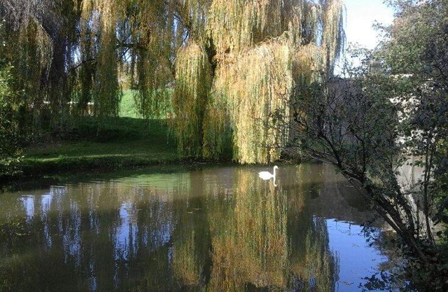 Le Clos des Cygnes