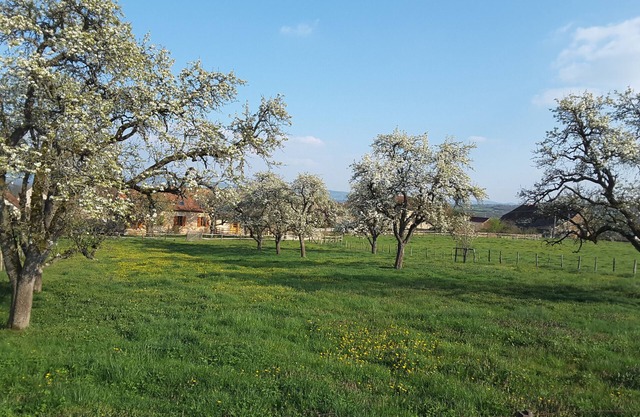 "Les Vieux Poiriers" (near Taize, Cluny .) in Bonnay 71460 (Cluniac site)