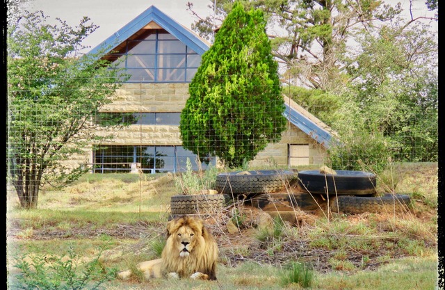 Lion Lodge @ggconservation