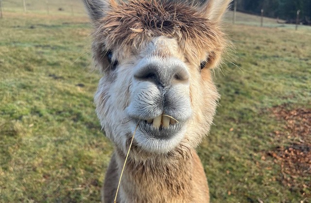 Little Creek Cottage-Alpaca Farm located in the beautiful Columbia River Gorge