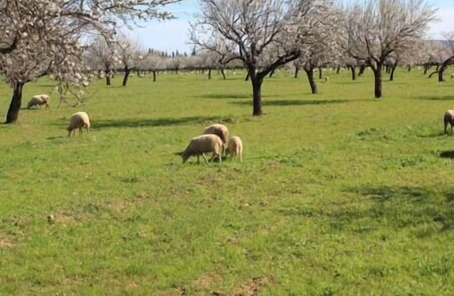 LITTLE HOUSE & GARDEN IN PALMA NEXT TO UNIVERSITY