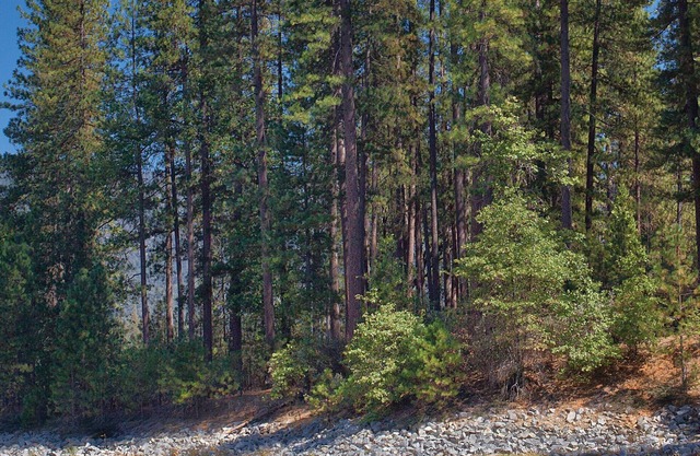 Love nature? You will love Bass Lake!