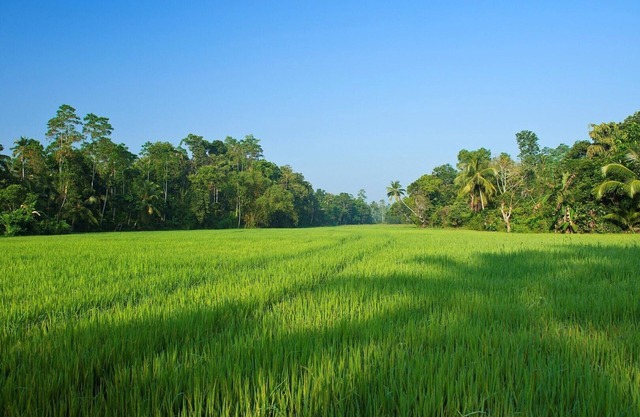 Luxury 4 bedroom villa with pool, near Galle Fort and Talpe Beach