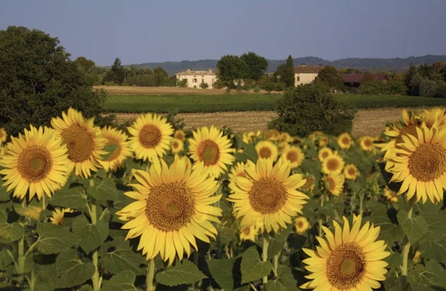 Maison Elise, Southern France Country Home