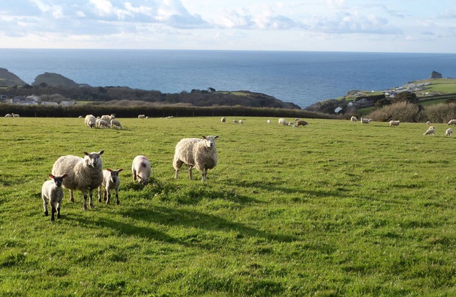Mill Cottage - Tintagel Holiday Cottage, for surfing, sunbathing, hiking for all
