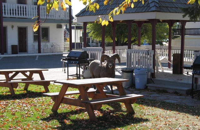 Mountain Springs Motel