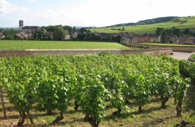 Newly renovated village home with views over the vines of Pommard