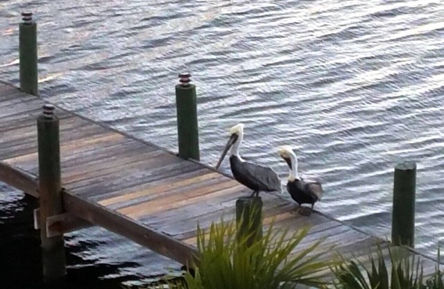Oceanside home, dock,kayaks,bikes,pool,fishing,111