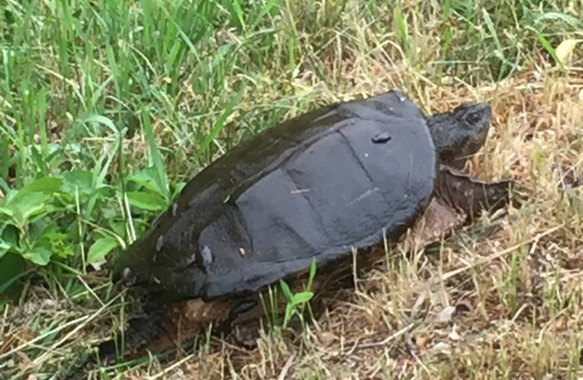 Old Lyons Mill Studio