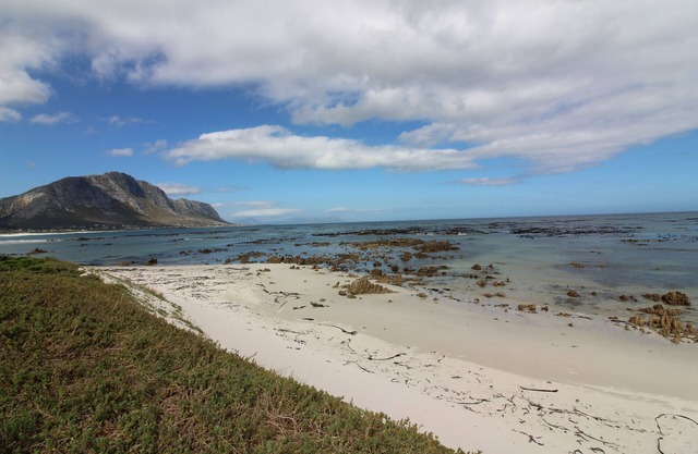Oystercatcher in Betty's Bay
