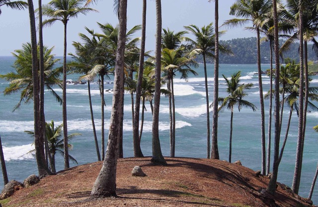 Peacock Wings Guest House