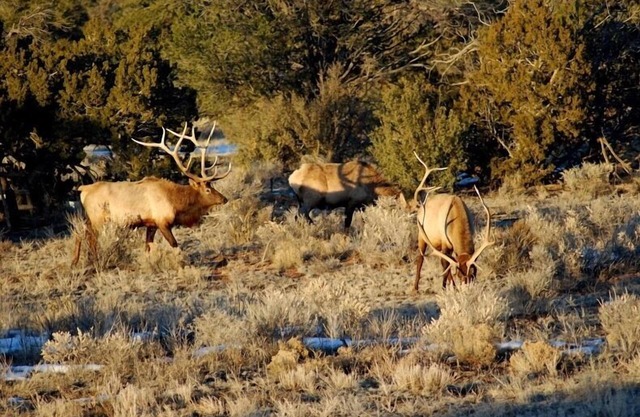 Popular Vacation Rental At The Grand Canyon, Make yourselves at Home!