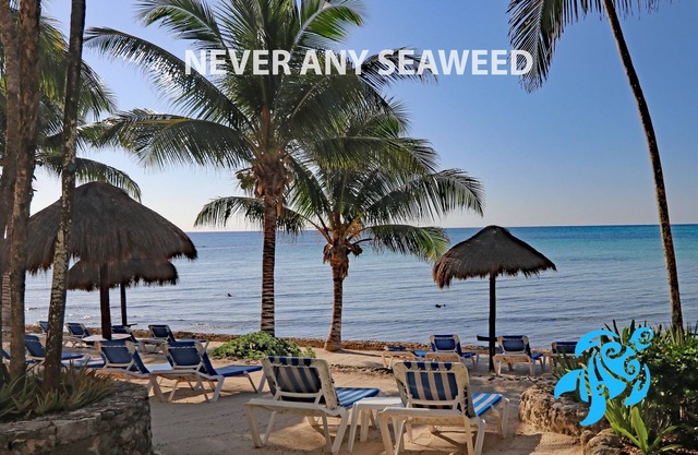 Private Beachfront 2/2, Views! Huge Pool! Gardens!