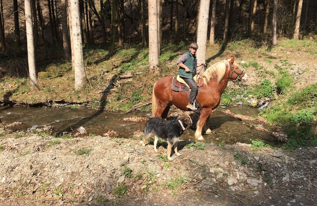 Quiet apartment for humans and animals Fantastic location
