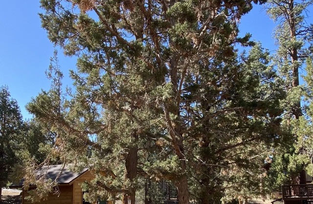 Quiet Cabin Retreat with quick access to Hwy 38 to Redlands and Lucerne Valley.