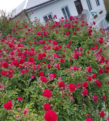 Sameba House
